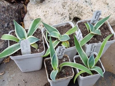 Agave Cream Spike - Зображення 2