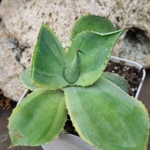 Agave potatorum Blue var
