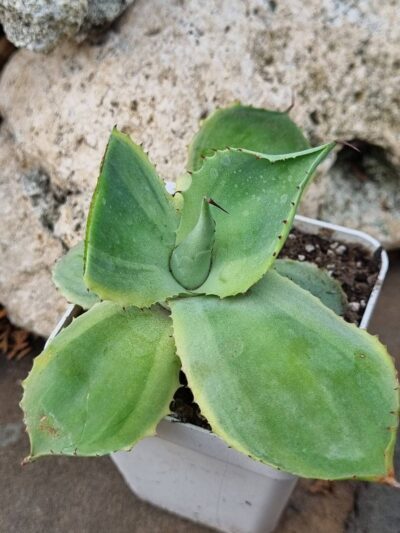 Agave potatorum Blue var