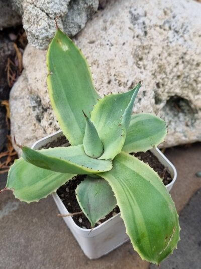 Agave potatorum Blue var - Зображення 2