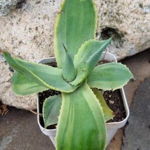Agave potatorum Blue var