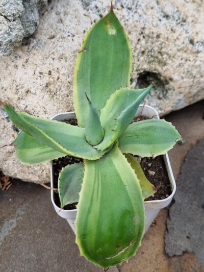 Agave potatorum Blue var