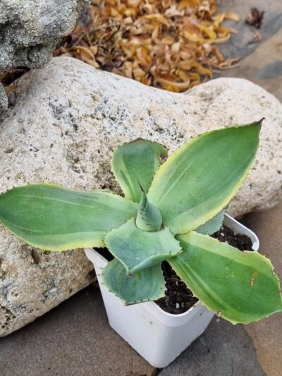 Agave potatorum Blue var - Зображення 2