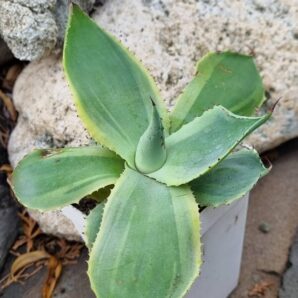 Agave potatorum Blue var