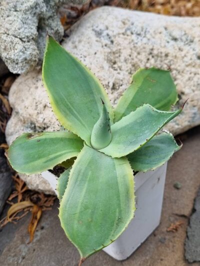 Agave potatorum Blue var