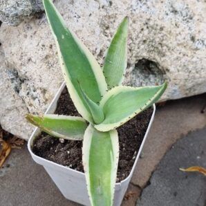 Agave Guiengola Creme Brulee var