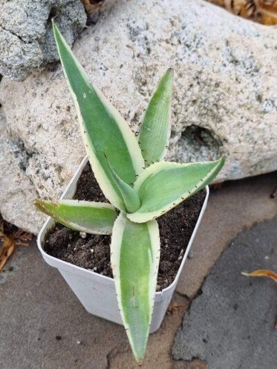 Agave Guiengola Creme Brulee var