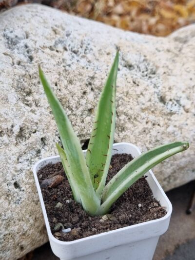 Agave Guiengola Creme Brulee var - Зображення 2