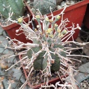 Euphorbia obesa x valida -seeds-насіння-10шт-