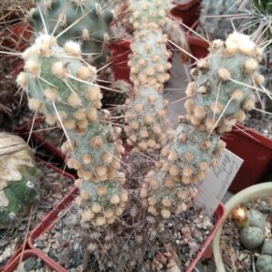 Cumulopuntia berteri MK107 -пагони-