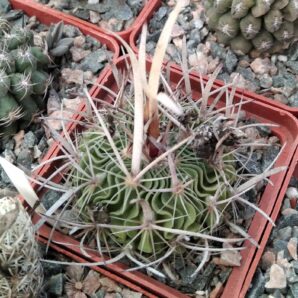 EFC lloydii -cube-7cm-