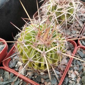 EFC phyllacanthus -cube-6cm-