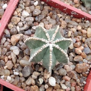 Aztekium hintonii -cube-5cm-своє коріння-