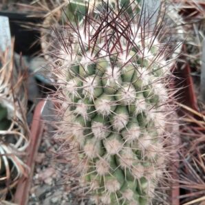 Weingartia lecoriensis -rare-15 years-cube-9cm-