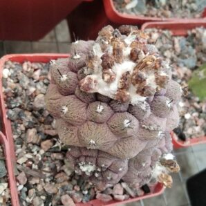 Copiapopa hypogaea "Lizard Skin"-hybr.-seeds-насіння- 10шт-