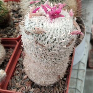 Epithelantha micromeris -seeds-насіння- 10шт-