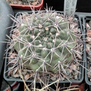 Gymnocalycium gibbosum v. gastonii JPR20-56 -cube-7cm-