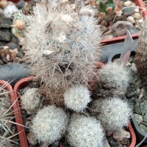 Escobaria organensis -e Bischops-MG-cube-5cm-