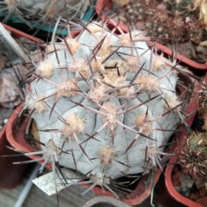 Acanthocalycium griseum P144 -silver form-seeds-насіння-