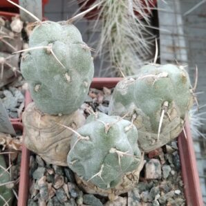 Cumulopuntia boliviana - пагони-