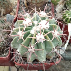 Homalocephala texensis -LAPPIN 3- MG-cube-7cm-