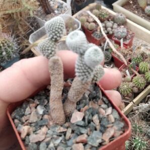 Maihueniopsis clavarioides f. albispinus -cube-6cm-