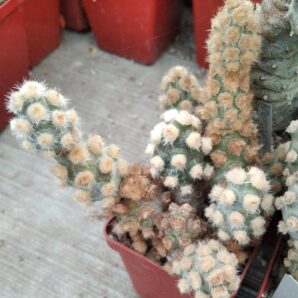 Tephrocactus mollinensis -white form- пагони-