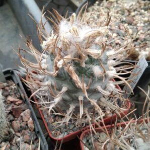 Turbinicarpus macrochele v. frailensis -El Fraile- насіння-seeds-