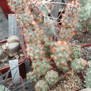 Tephrocactus mollinensis -red form- пагони-