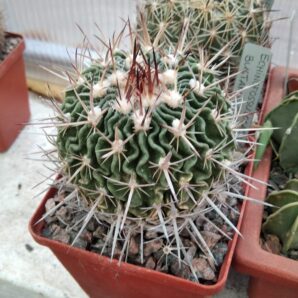 EFC bustamentei -cube-8cm- 20years-