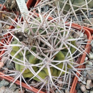Gymnocalycium nigriareolatum v. densispinum - cube-6cm-