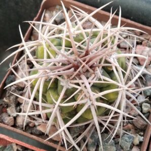 Gymnocalycium ferox -cube-7cm- 300