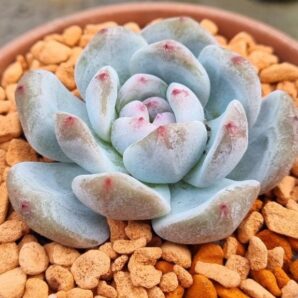 Echeveria "MONROE ORANGE"