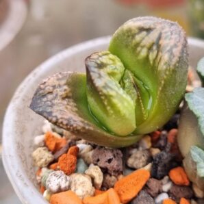 Haworthia splendens "INCA ROSA"