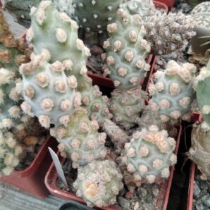 Tephrocactus mollinensis - пагони-