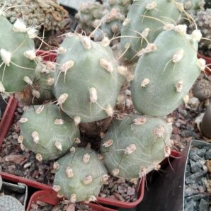 Cumulopuntia alboareolata - пагони-