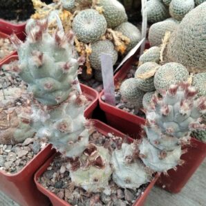 Тephrocactus spec. -Chilesito- Koehres- пагони-
