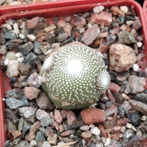 Blossfeldia sp Betanzos KK2135 -cube-6cm-