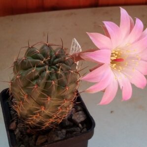 Насіння Lobivia wrightiana WR396