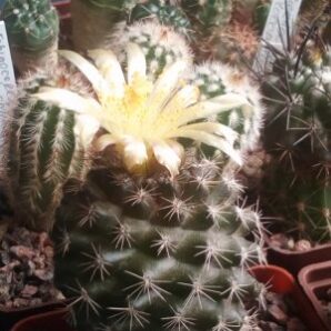 насіння Copiapoa tenuissima