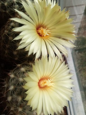 Насіння Coryphantha bumamma