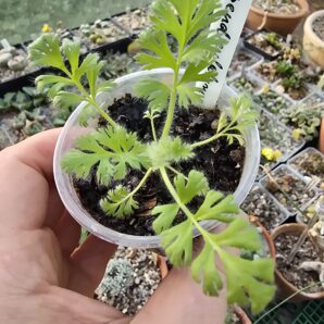 Pelargonium appendiculatum
