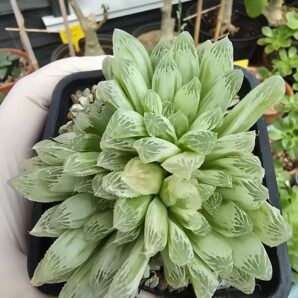 Haworthia cooperi variegata