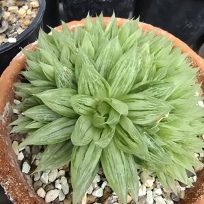 Haworthia cooperi var.setulifera variegata