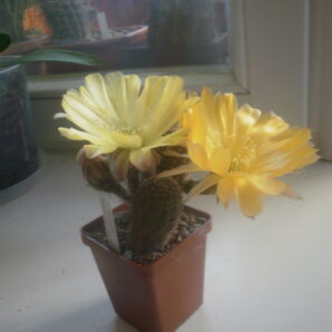 насіння Lobivia haematantha rebutioides MN38