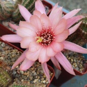Chamaecereus hybrid Pan18.39.01