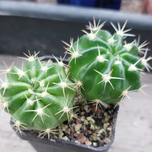 Echinopsis obrepanda