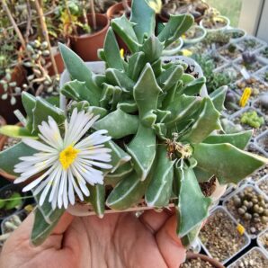 Faucaria bossheana white