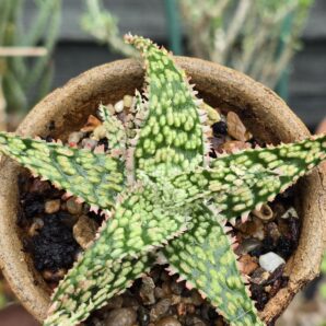 Aloe hybrid