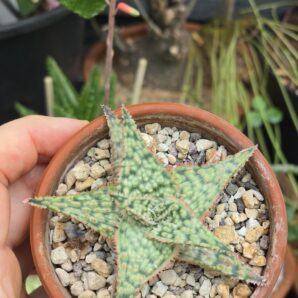 Aloe hybrid